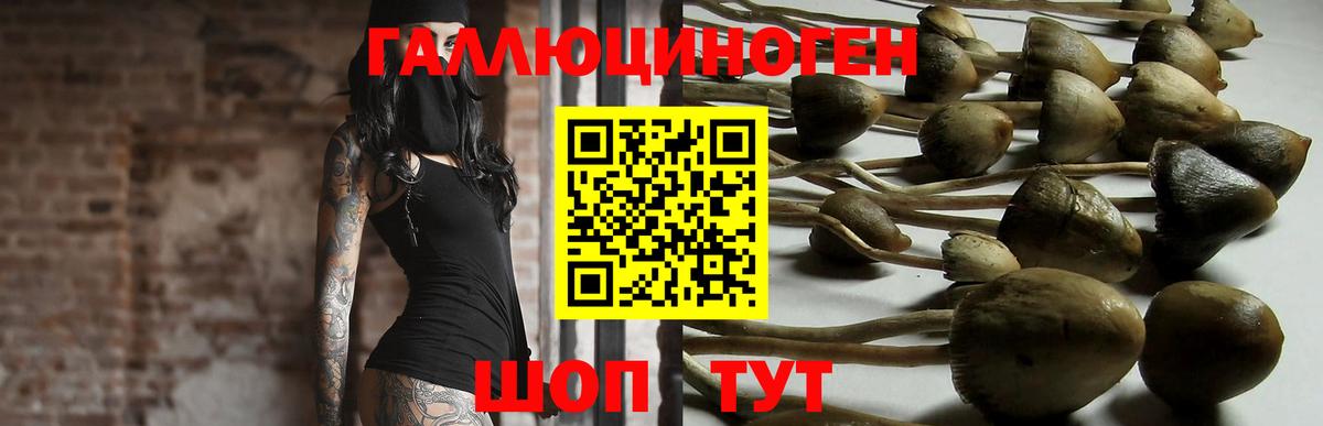Галлюциногенные грибы Psilocybine cubensis Северск